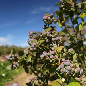 Appleberry Farm